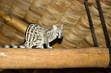 Common Genet